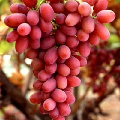 CRIMSON SEEDLESS GRAPES