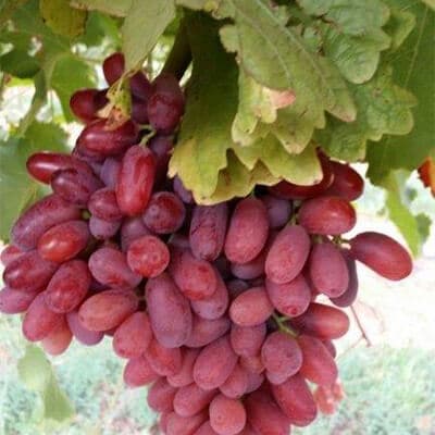 LONG CRIMSON SEEDLESS