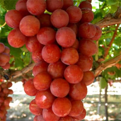 RALLI SEEDLESS