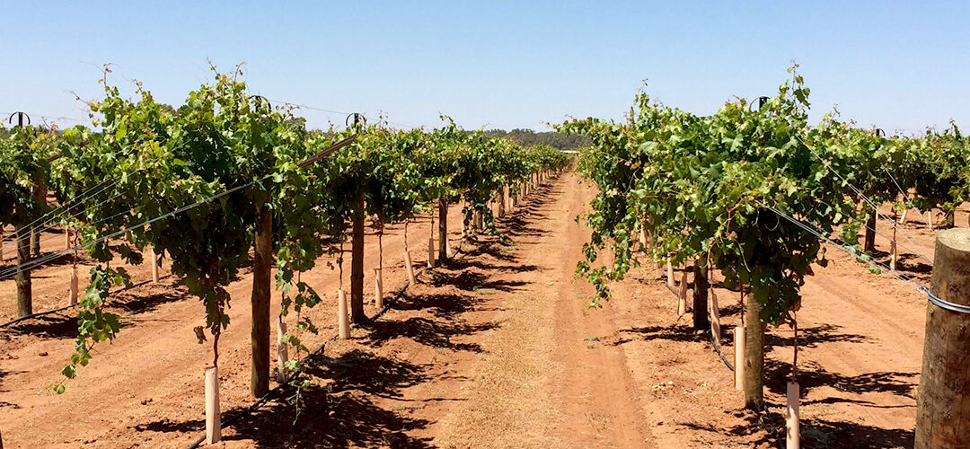 How to Buy Australian Grapes Direct from the Grower