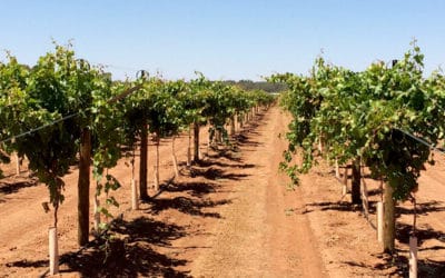 How to Buy Australian Grapes Direct from the Grower
