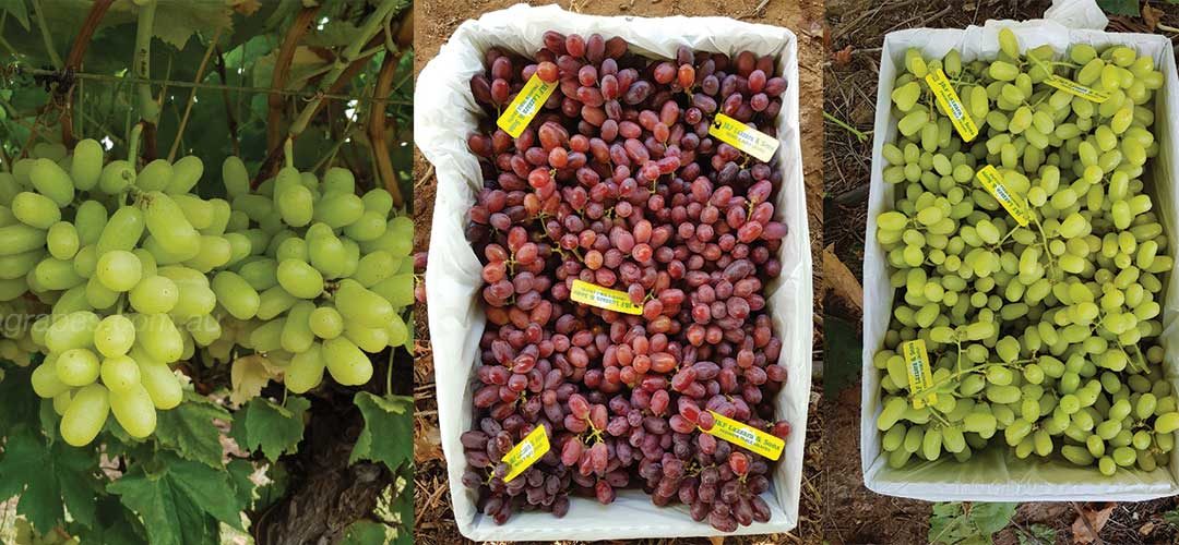 Australian Table Grape Harvest