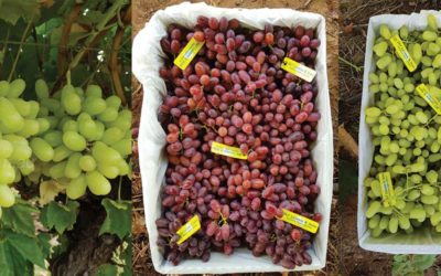 2018 Australian Table Grape Harvest