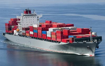 Seeded vs seedless grapes: what’s better for export?