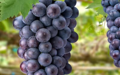 Black seedless grapes: varieties, flavour and what makes them special