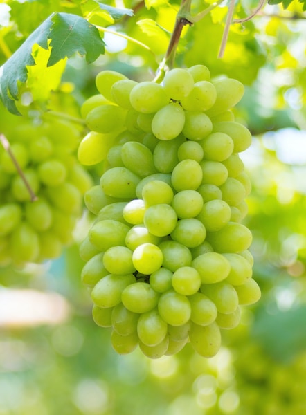 Menindee Seedless White Grapes