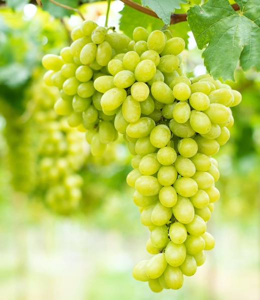 Pristine Seedless - White