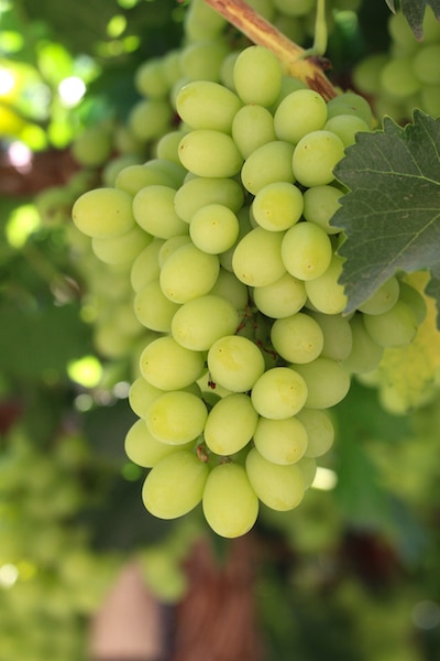 Thompson Seedless White Grapes Australia