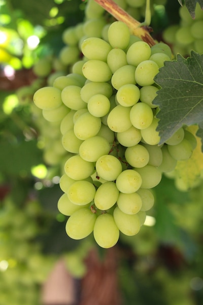 Thompson Seedless White