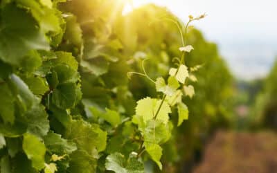 Grape supplier certifications in Australia: a buyer’s guide