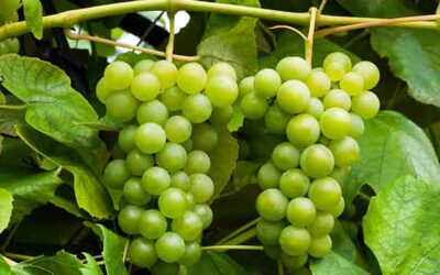 Buying wholesale grapes in Australia: what bulk buyers need to know