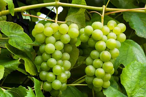 White Seedless Grapes