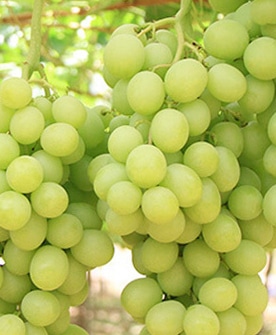 Pristine Seedless - White