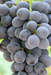 Melody Seedless - Black Grapes Australia