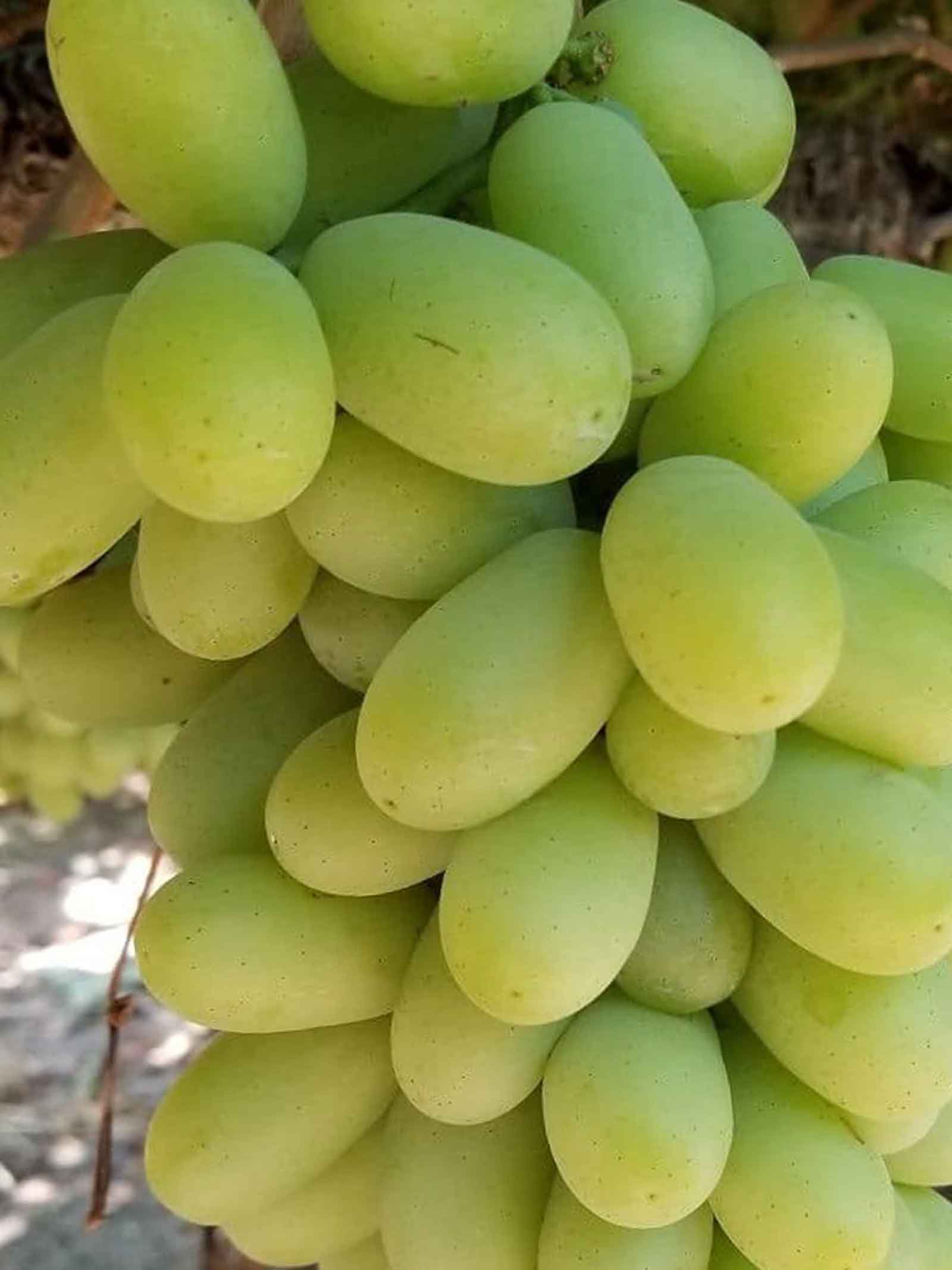 White Seedless Grapes Australia