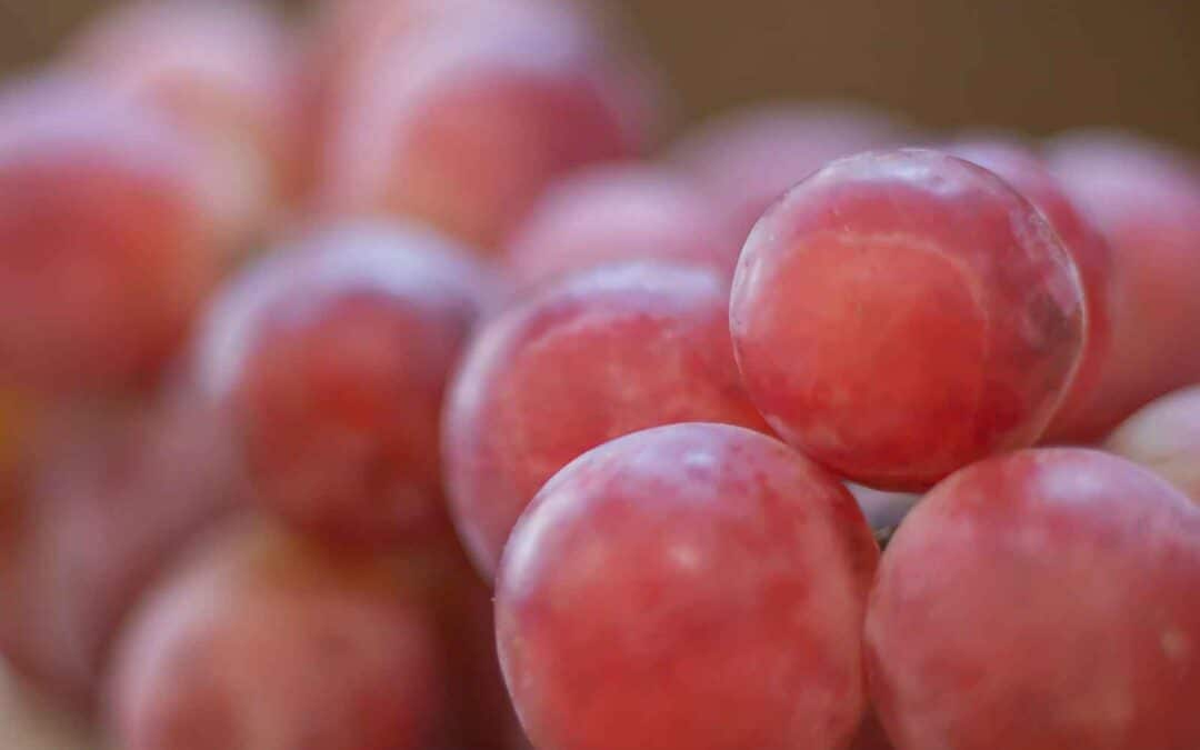 grapes in australia