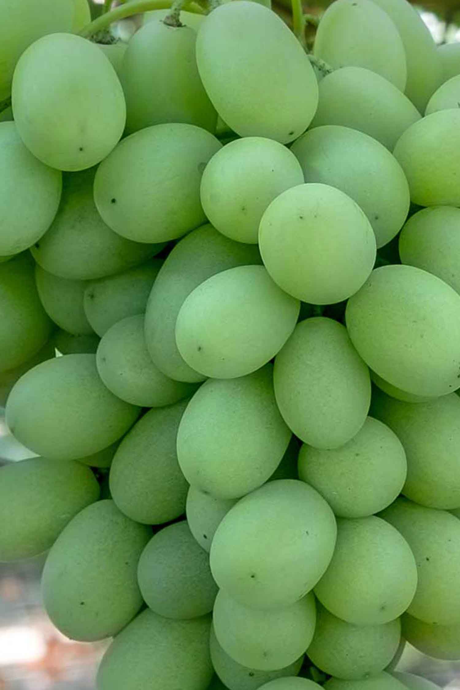 Sugar Crisp Green Seedless Grapes Australia