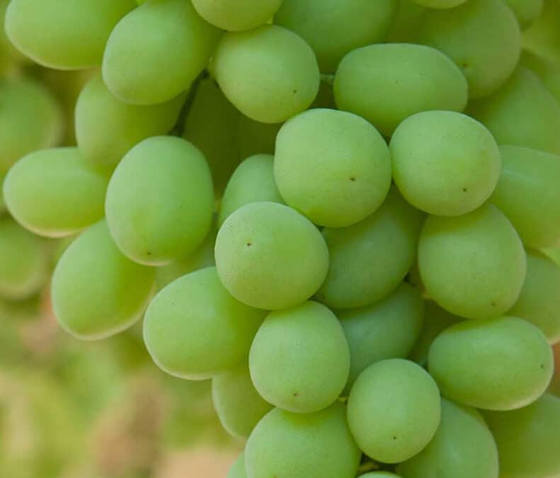 Health Benefits of Australian Table Grapes: Nature’s Delicious Superfood