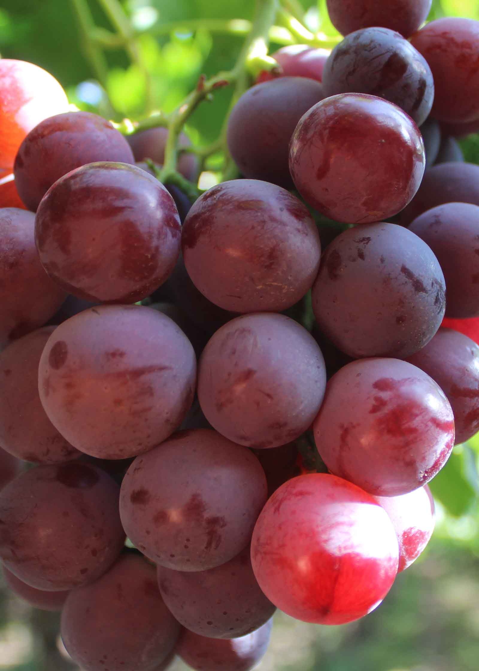 Red Globe Grapes Australia