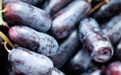 What makes black grapes different from other grapes?