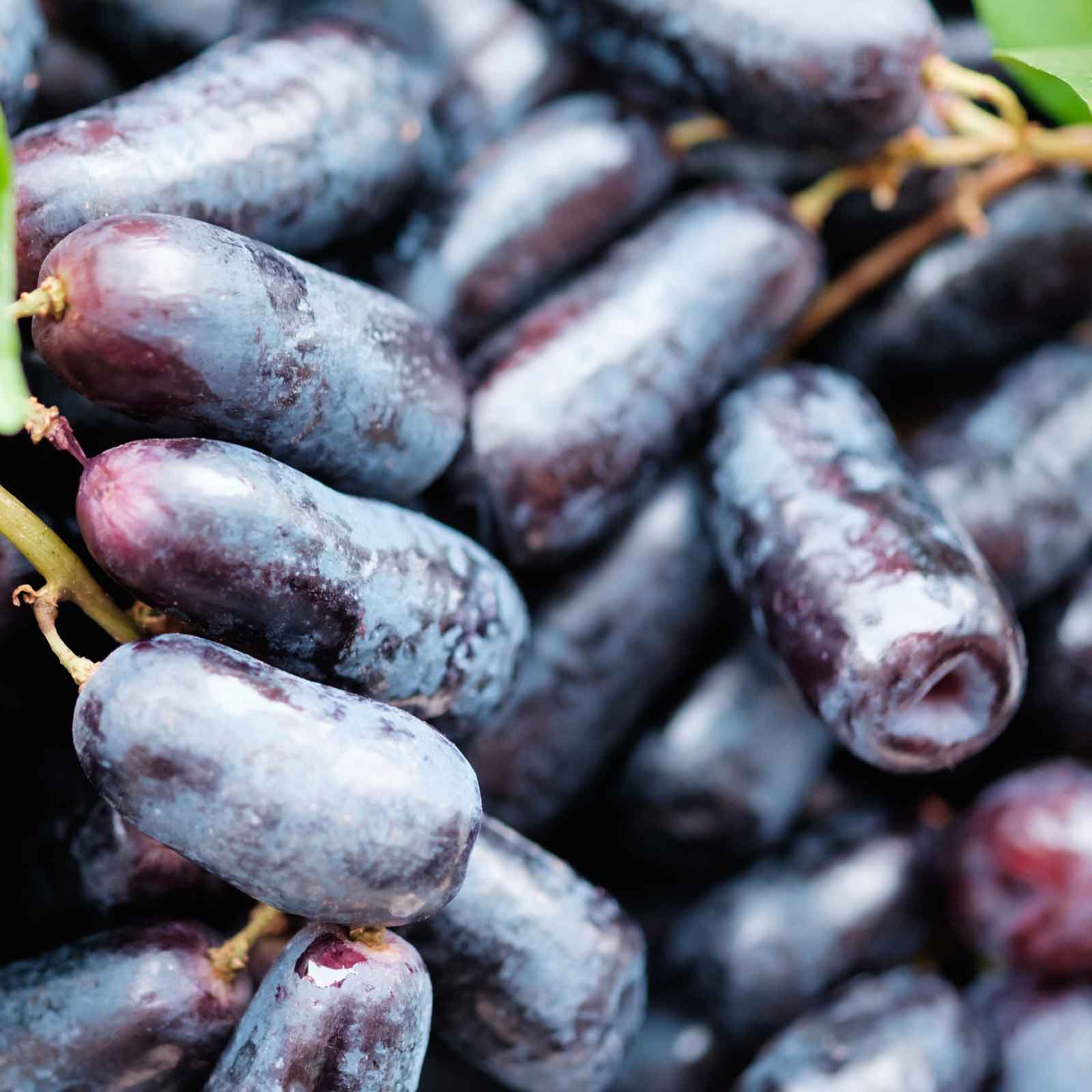 Sweet Sapphire - Black Seedless Grapes Australia