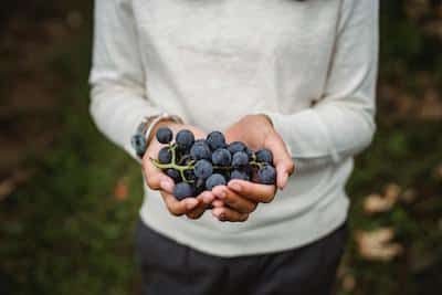 Australian Grape Company Exporting Excellence: Our Table Grapes from Robinvale