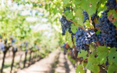Australian Grapes for Export: What Makes Them So Sought After?