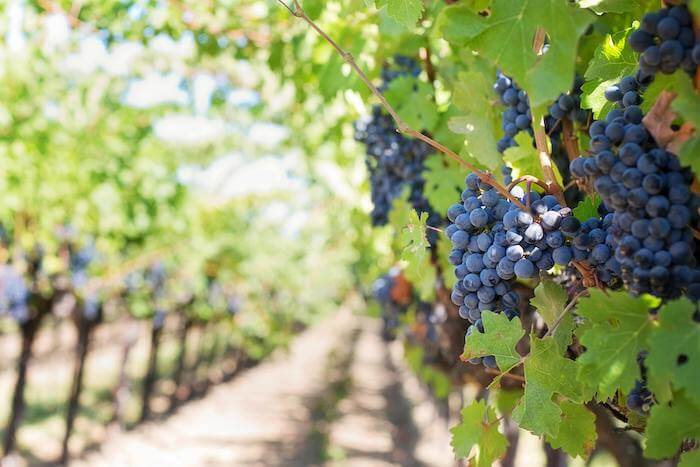 Australian Grapes for Export: What Makes Them So Sought After?